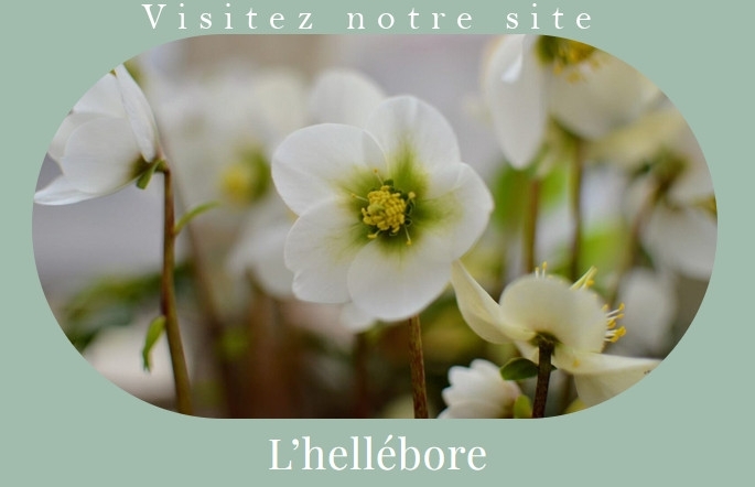 bouton hellebore